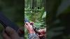 Muela Dagger Military Tactical Knife In India Best Military Tactical Knife
