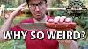 Why Is Japan S Best Bushcraft Knife So Weird Prominence Mh 001 By Muthos Homura Review
